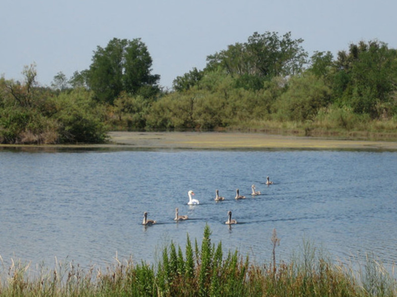 Oltre l’Orizzonte: Il Canto della Laguna tra Grado e Valle Cavanata